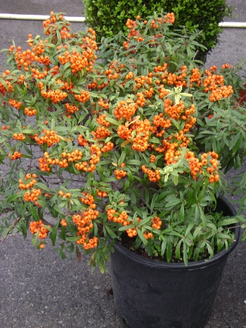 ΠΥΡΑΚΑΝΘΟΣ ΝΑΝΟΣ